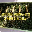 금산인삼쇼핑센터 | 금산 인삼 저렴하게 구입하는 방법 및 삼계탕인삼 그리고 파지인삼