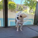 위즈펫동물병원 | 강아지 슬개골탈구 수술비용 2살 양측 철순이 스토리