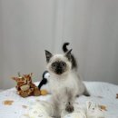 독스캣강아지고양이