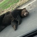 사람과 자동차 이미지