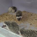 펫엔글라이더 이미지