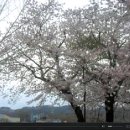 금진초등학교 이미지