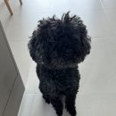 베베몽몽
