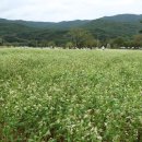 메밀꽃필무렵 이미지