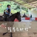 한월당로 | 팔봉승마장 위치 예약 체험후기
