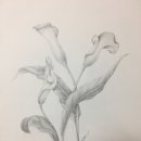 연필화(초급) 이미지