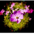 부영공원 이미지