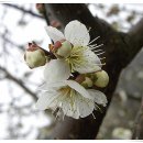 들에핀 매화 이미지