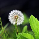 민들레홀씨 이미지