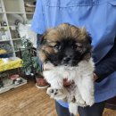 덕산가축병원 이미지