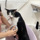 이쁘면다냥 이미지