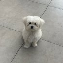 보리커트샵 네이버블로그
