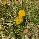 흰민들레소식 이미지