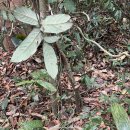 캄보디아 라따나끼리(Ratanakiri)의 위라쩌이(Virachey) 국립공원에서 트레킹하기
