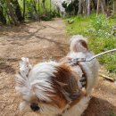 댕댕수라간 이미지