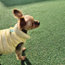 순댕이샵 | 포항 애견미용 잘하는곳 내돈내산 순댕이샵 두 번째 방문 솔직후기