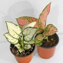 마이수퍼 이미지