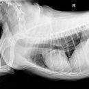 굿파파24시 반려동물 건강검진센터 이미지
