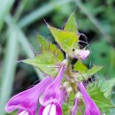 도리산전망대 이미지