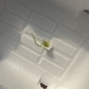 평궁길 네이버블로그