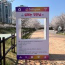 당진시 대덕1로2길 | 당진 대덕동 벚꽃명소 당진천 수변공원 산책하기좋은 벚꽃길