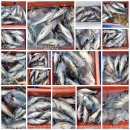 바다소식 이미지