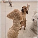 애견호텔 이미지