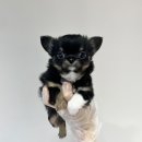 내품안의반려견 노원점 이미지