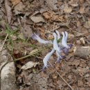 엄광산임도 이미지