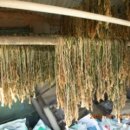 삼안농장 이미지