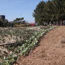 튤립공원 이미지