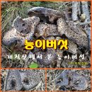 (버섯/231011) 새로운 능이버섯 자리 확보한 산행 이미지