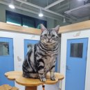 고양이호텔코자냥 이미지