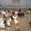 룩스글램핑앤팜 안동펜션 이미지