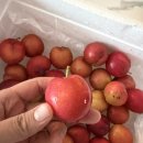 🍑 아이 간식으로 딱 좋은 제철 자두 후기