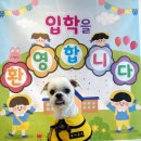 댕겨올개 이미지