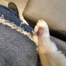 아이앤지동물병원 이미지