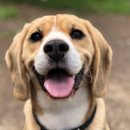 반려동물 수제간식 만들기 이미지