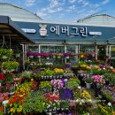 에버그린화원