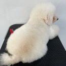 댕댕미용 이미지