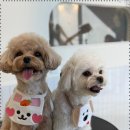 대구애견 이미지