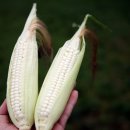 창희네 농장 이미지