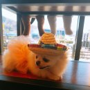 강아지천국 이미지