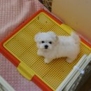 낑깡이랑 이미지