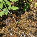 [단양토지 1,947㎡ // 5천8백만원] 저수지 조망, 맑은 냇물이 접해 흐르는 주택지 or 농막터! (국유지)구거·도로 접... 이미지