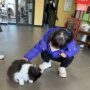 청계 한우 농장 | 용인 청계목장 : 송아지 우유주기 동물 먹이주기 농장 체험 신나요!