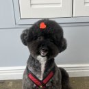 야옹아 멍멍해봐(봉명동) 이미지