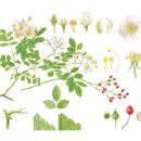 우리 꽃 세밀화 이미지