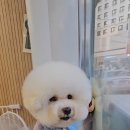 빠몽(PAWMONG) 이미지