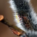 버들강아지 이미지